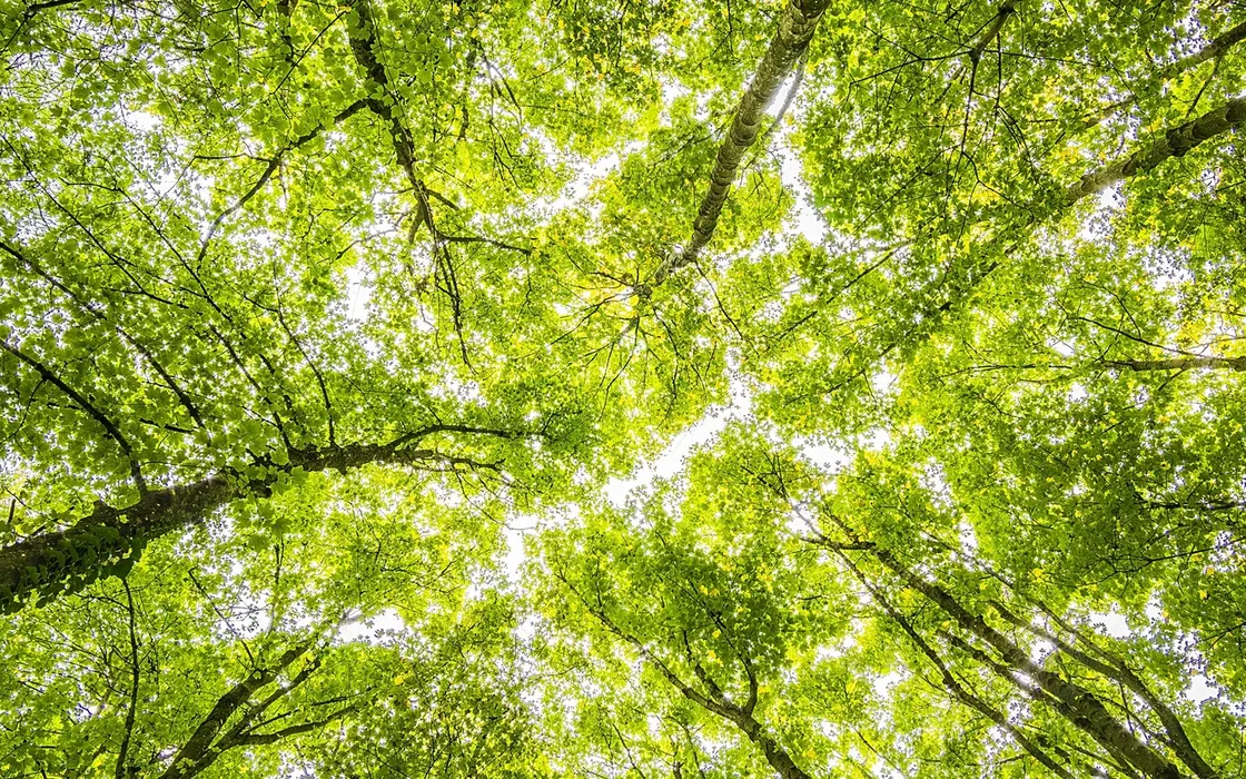 Bollette troppo alte Questa offerta green può cambiarti davvero le spese