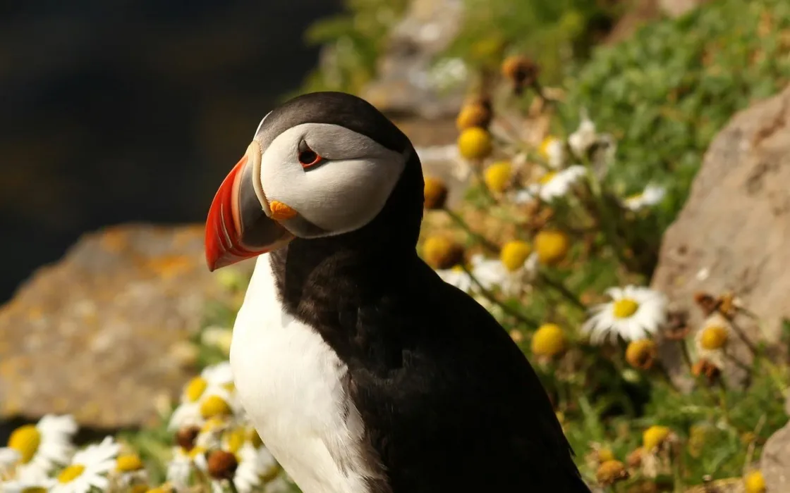 Ubuntu 25.04: svelato il nome ufficiale della distribuzione Linux